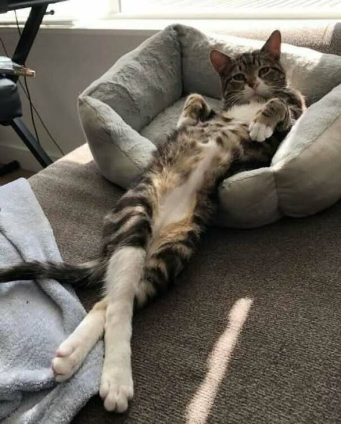 Gato relajado estirado en cama suave, mostrando una postura divertida y cómoda para fotos de gatos.