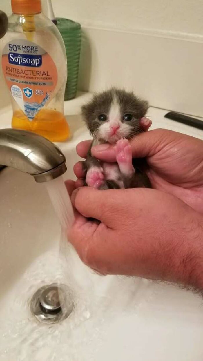 Gatito pequeño siendo sostenido junto a un lavabo con agua corriendo, foto divertida de gatos para compartir.