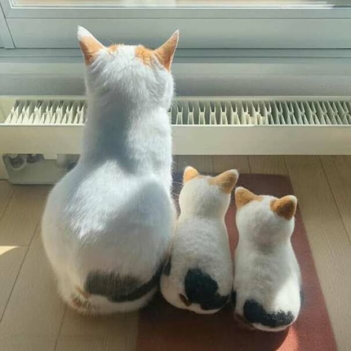 Gato blanco con manchas naranjas y dos figuras de gato hechas de peluche sentados frente a una ventana iluminada.