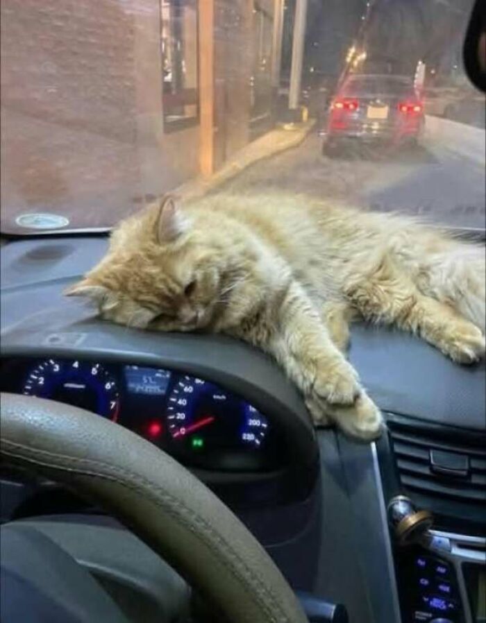 Gato dormido sobre el tablero de un coche, imagen divertida de gatos en situaciones cotidianas y graciosas.