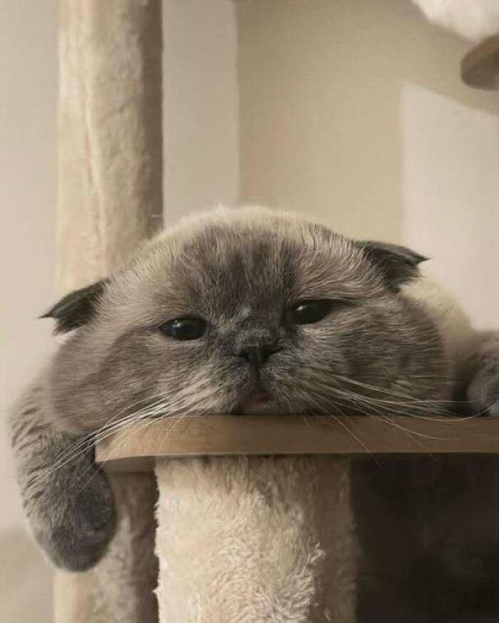 Gato gris acostado con expresión tranquila en un mueble para gatos, imagen divertida de gatos para Facebook.