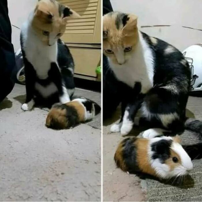 Gato tricolor observando con curiosidad a un conejillo de indias en el suelo en fotos divertidas de gatos.
