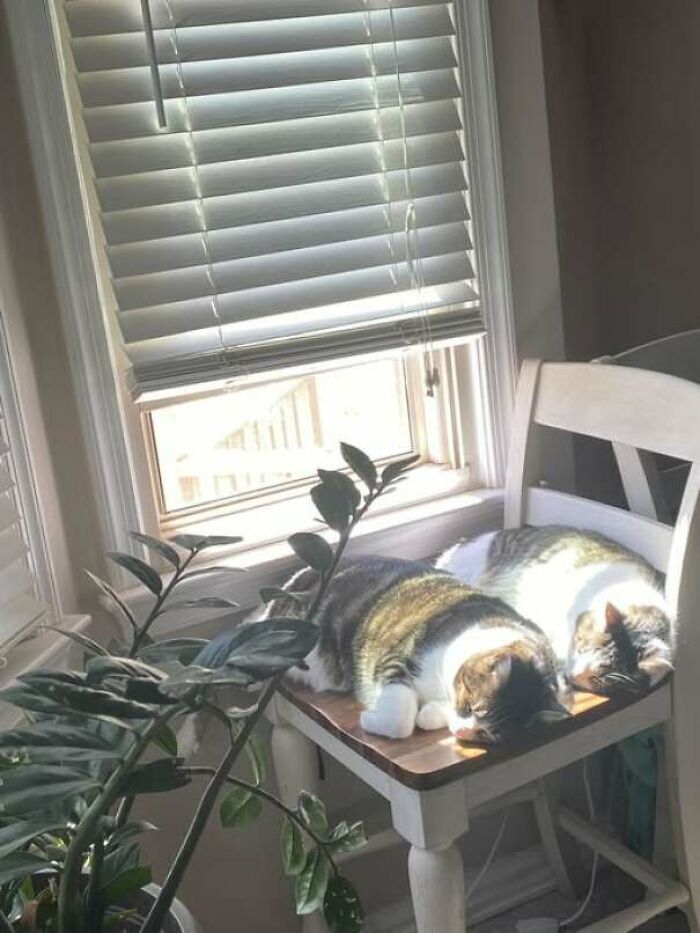 Dos gatos dormidos juntos en una silla cerca de una ventana con luz natural, fotos divertidas de gatos.