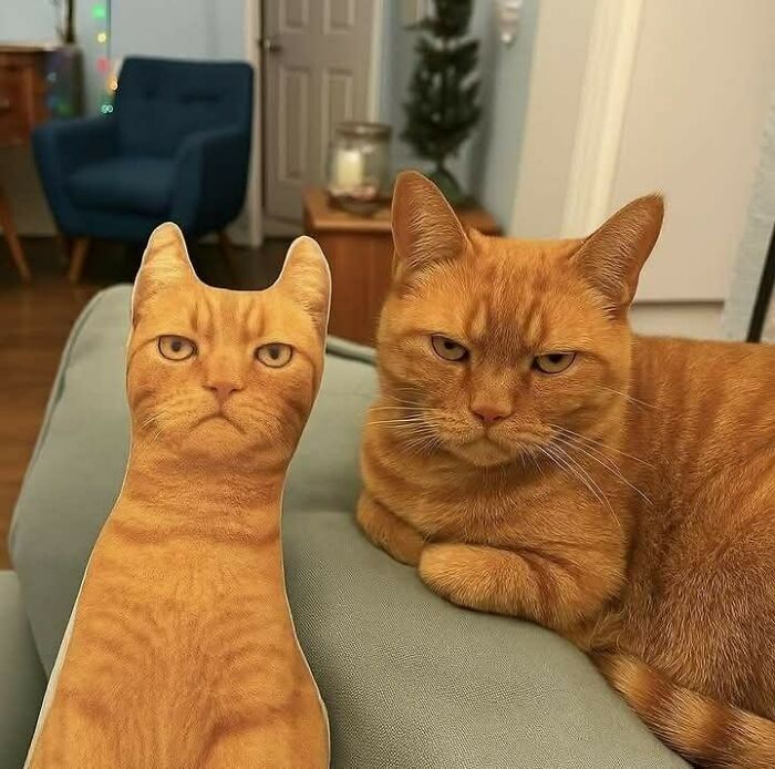 Gato naranja junto a un cojín con impresión realista de gato, mostrando fotos divertidas de gatos en casa.