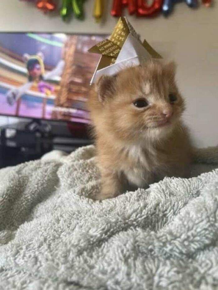 Gatito pequeño con gorro de papel en una manta suave, una de las fotos divertidas de gatos compartidas online.