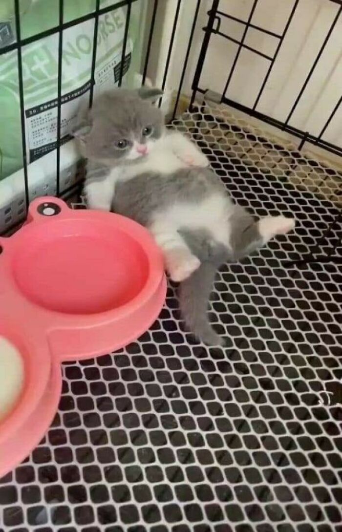 Gato gris y blanco enjaulado tumbado junto a un plato rosado divertido foto de gatos graciosa y tierna.