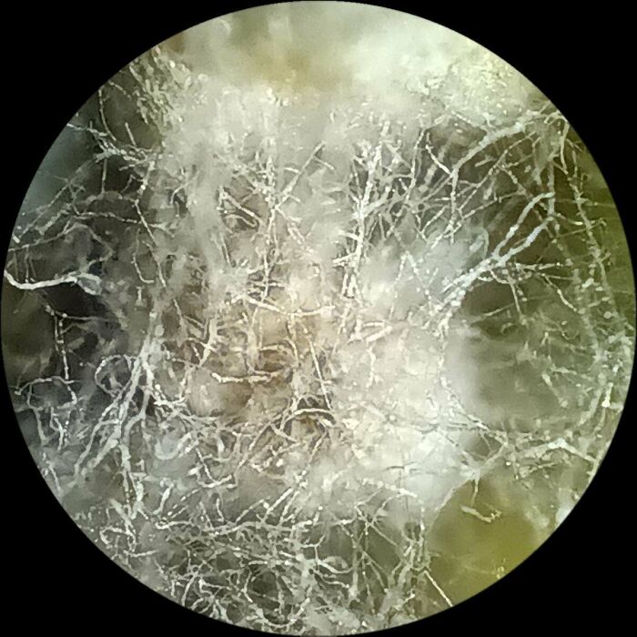 Microscopic image showing intricate network of fine white fibers against a blurred natural background.