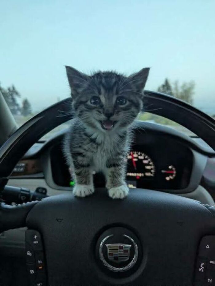 Gato pequeño sobre el volante de un carro, imagen divertida para fotos de gatos compartidas en Facebook.