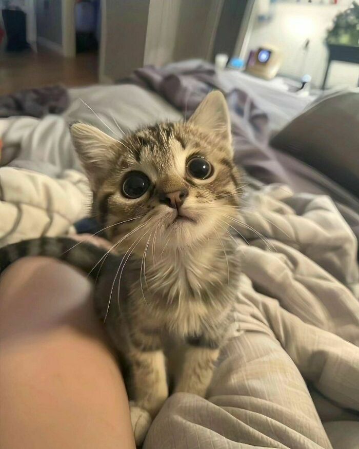 Gato pequeño con ojos grandes y expresión curiosa sobre ropa blanca en ambiente hogareño, fotos divertidas de gatos.