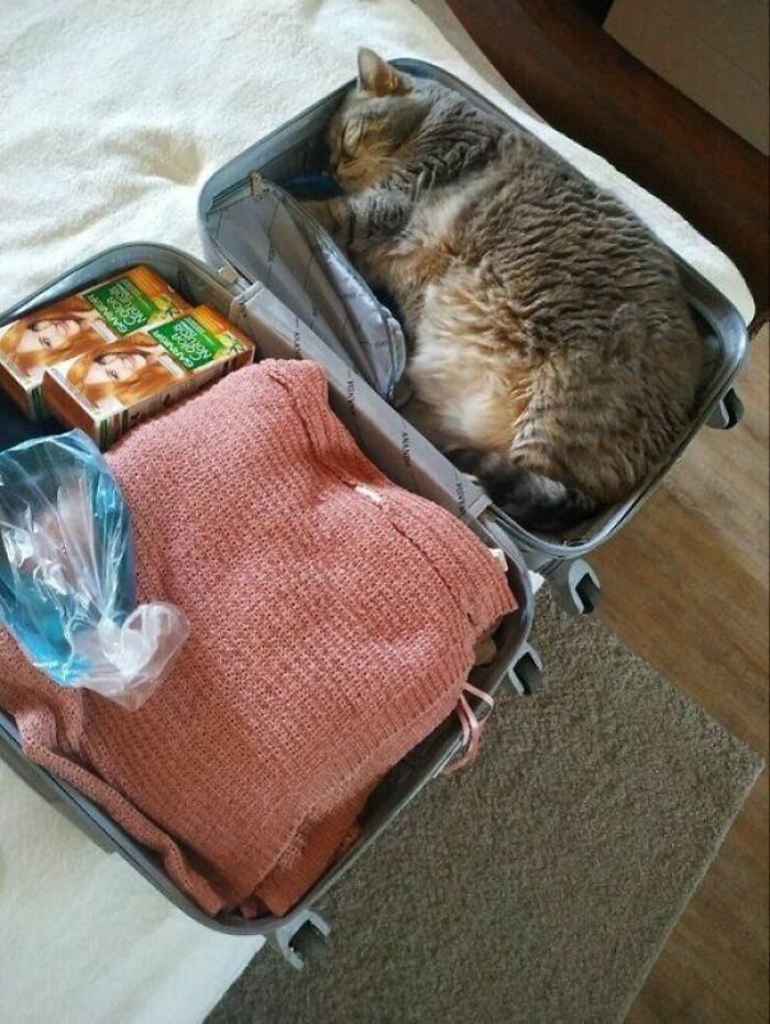 Gato durmiendo dentro de una maleta entre ropa y cajas, imagen divertida de fotos de gatos para Facebook.