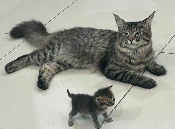 Gato adulto y gatito pequeño sobre piso blanco en imagen divertida de fotos de gatos compartidas en Facebook.