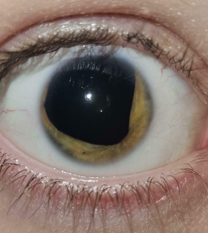 Primer plano del ojo humano con detalles de la pupila, iris y pestañas en imágenes curiosas del cuerpo humano.