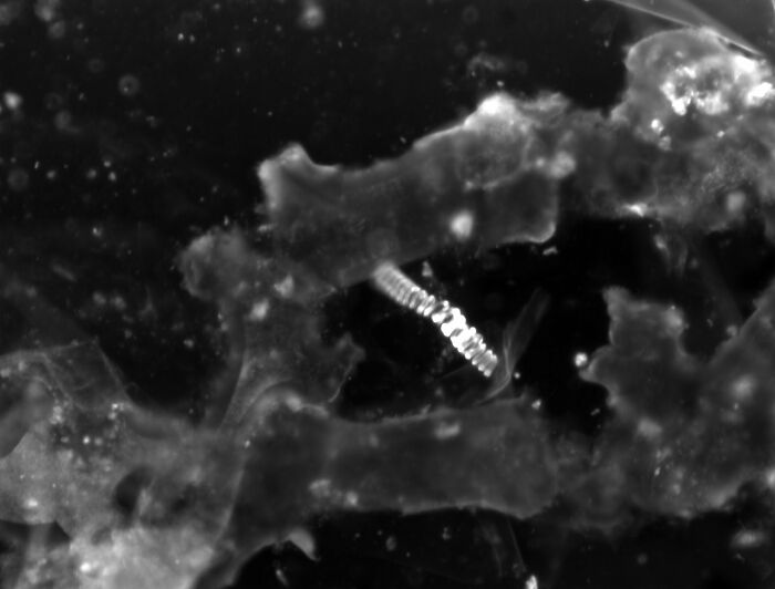 Microscopic image showing detailed structures of ordinary particles with a cool perspective and high magnification.