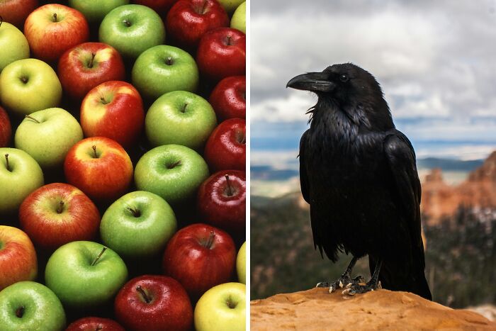 Colorful apples arranged in rows next to a black raven on a rock, illustrating famous paradoxes that confuse smart people.