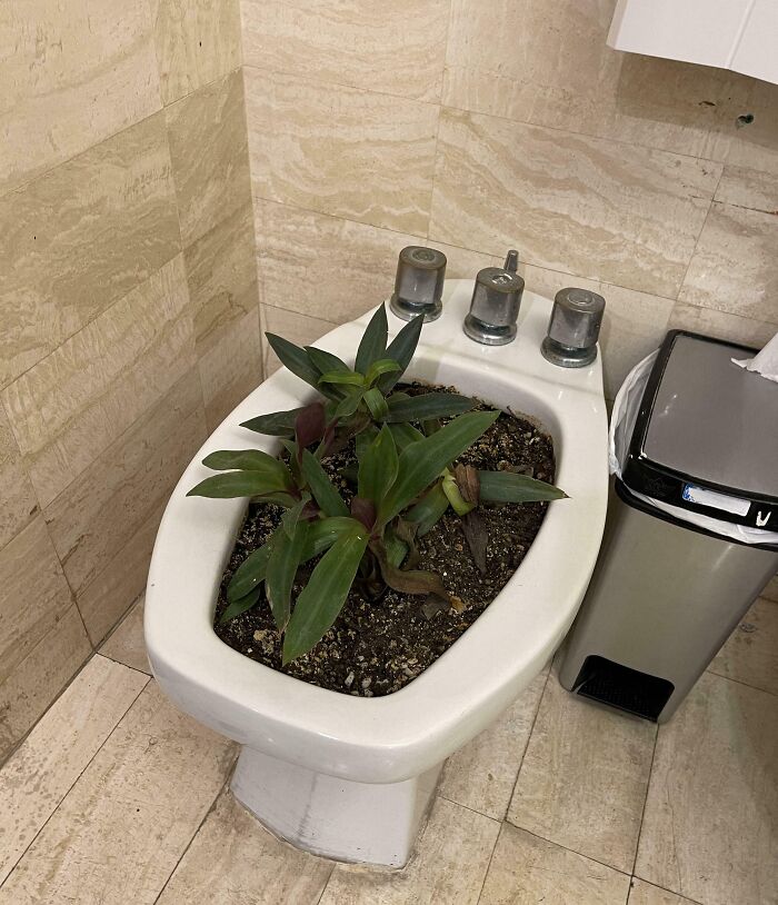 Bidet creatively repurposed as a planter with green plants, showcasing genius hotel design decisions in a bathroom setting.