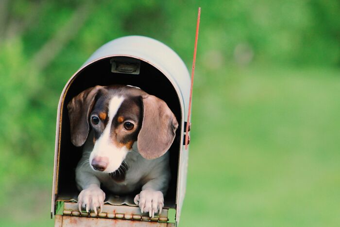 Dachshund dog peeking out from inside a mailbox highlighting hidden costs of buying a home concept.