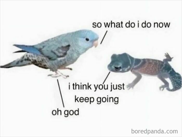 Cute blue bird talking to a small amphibian with funny captions in a wholesome and lighthearted post.