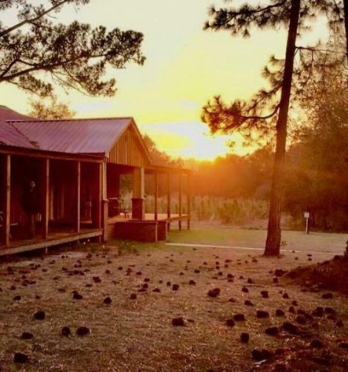 Quiet rural house at sunset surrounded by pine trees, creating an eerie setting for chilling ghost encounters.