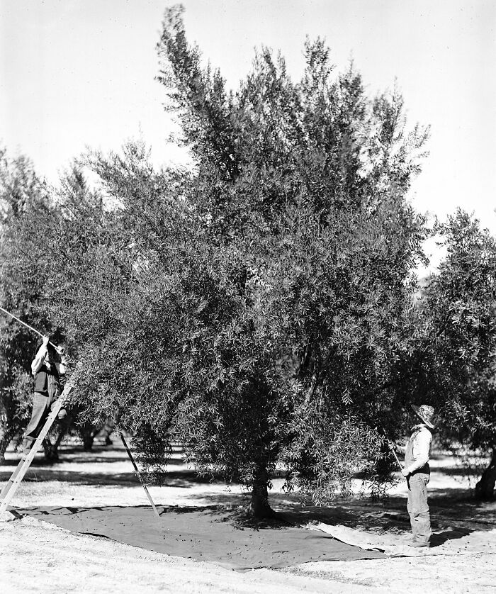 Vintage photo of American working class people harvesting olives from a tree using ladders and nets in an orchard.