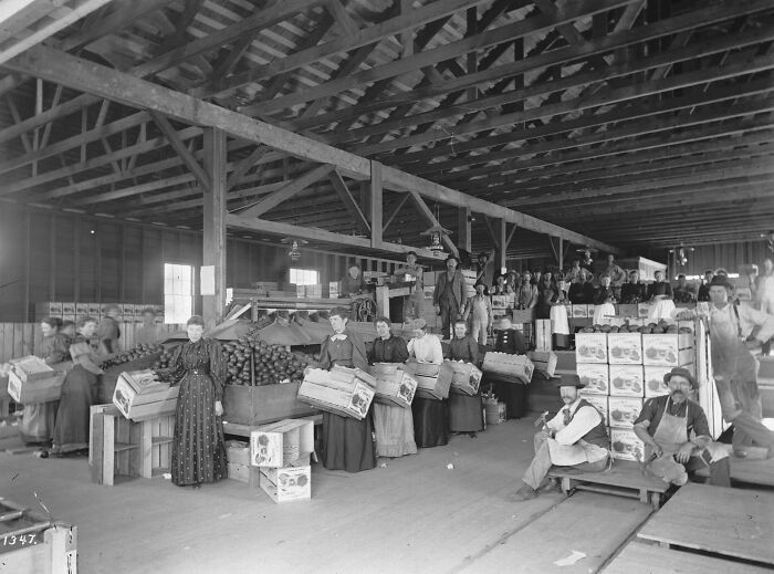 Vintage photo of American working class people packing and handling produce inside a large warehouse during their jobs.