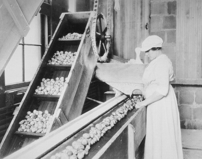 Vintage photo of American working class woman sorting produce on a conveyor belt in a factory setting.