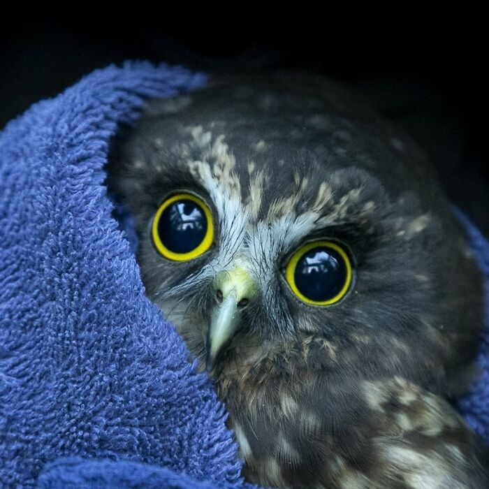 Close-up of an owl with bright yellow eyes wrapped securely in a blue towel for its examination and care.