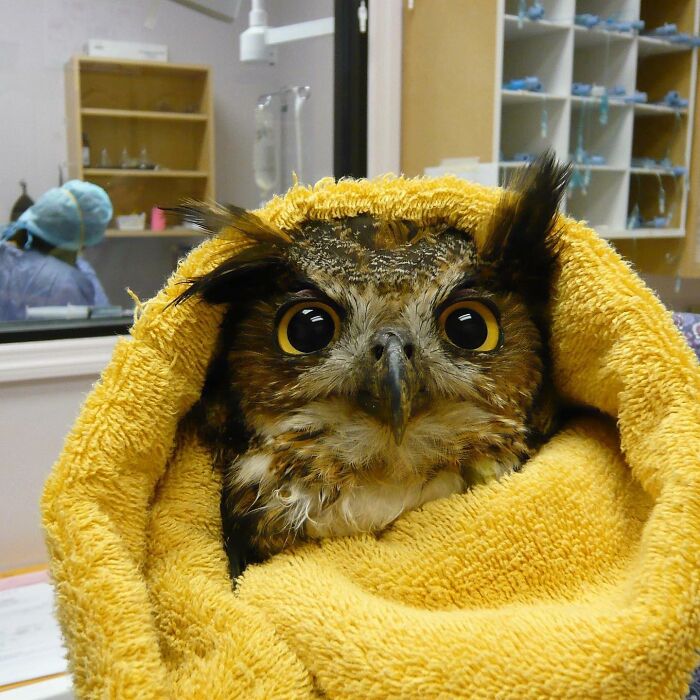 Owl wrapped in a yellow towel during a veterinary examination, showing wide eyes and detailed feathers.