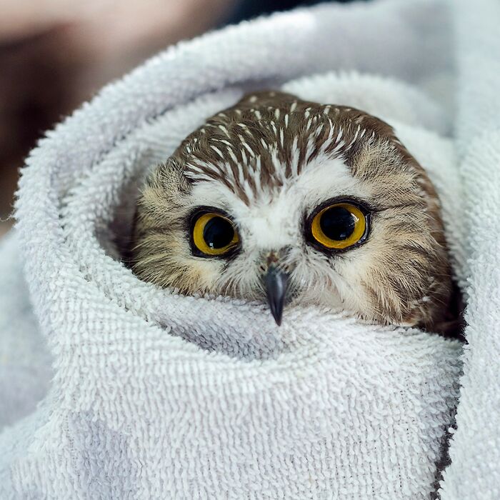 Adorable owl wrapped in a soft towel for examination, showing bright yellow eyes and detailed feathers close-up.