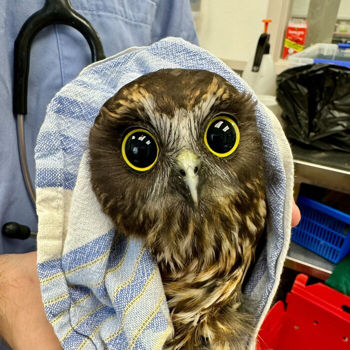 Owl wrapped in a towel during examination with wide eyes, held by a person wearing a blue shirt and stethoscope.
