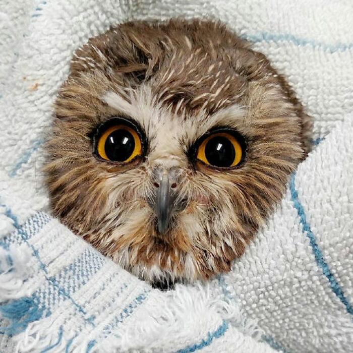 Close-up of an owl wrapped in towels with wide yellow eyes, highlighting the owl in towels for examination.