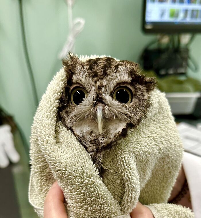 Small owl wrapped in a towel for examination, showing large eyes and soft feathers in a clinical setting.