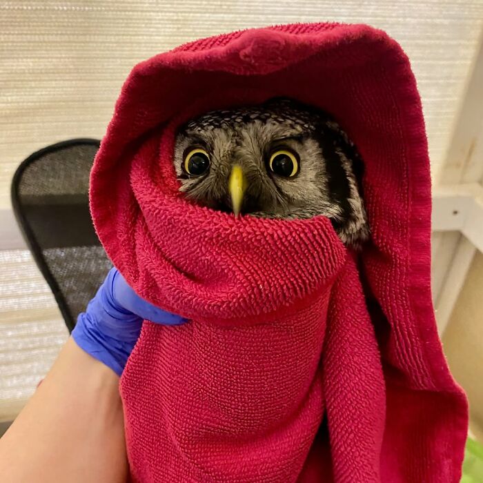 Owl wrapped in a red towel for examination, held by a gloved hand showing the owl in towels care.