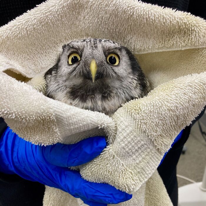Owl wrapped securely in towels during examination, held by gloved hands for care and safety.