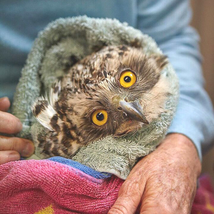 Owl wrapped in towels being gently held for a veterinary examination with bright yellow eyes looking ahead.