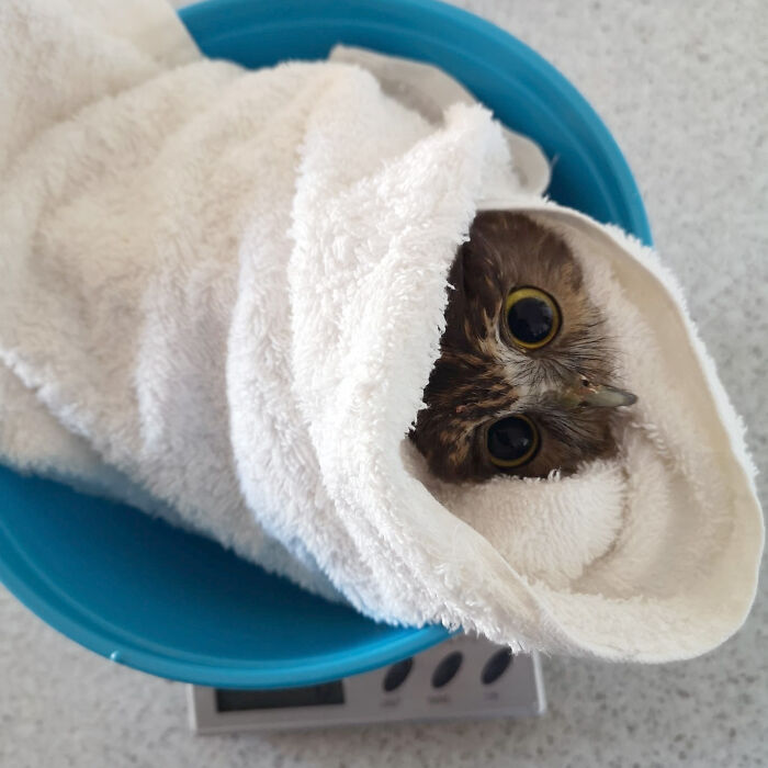 Small owl wrapped snugly in a white towel, resting in a blue bowl during a gentle examination process.