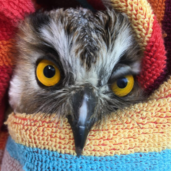 Close-up of an owl wrapped in colorful towels, highlighting its bright yellow eyes during examination.
