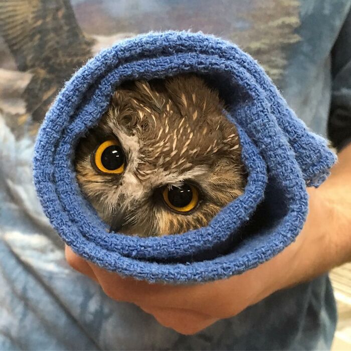 Close-up of an owl wrapped in a blue towel, showing bright eyes during examination and care.