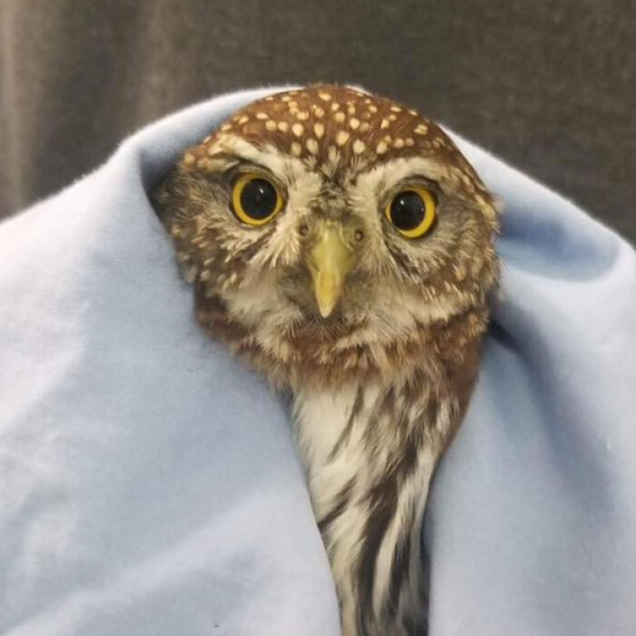 Owl wrapped in a light blue towel, showing large yellow eyes, during a gentle examination session.
