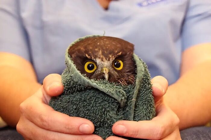 Owl wrapped in a towel held gently by hands during a veterinary examination.