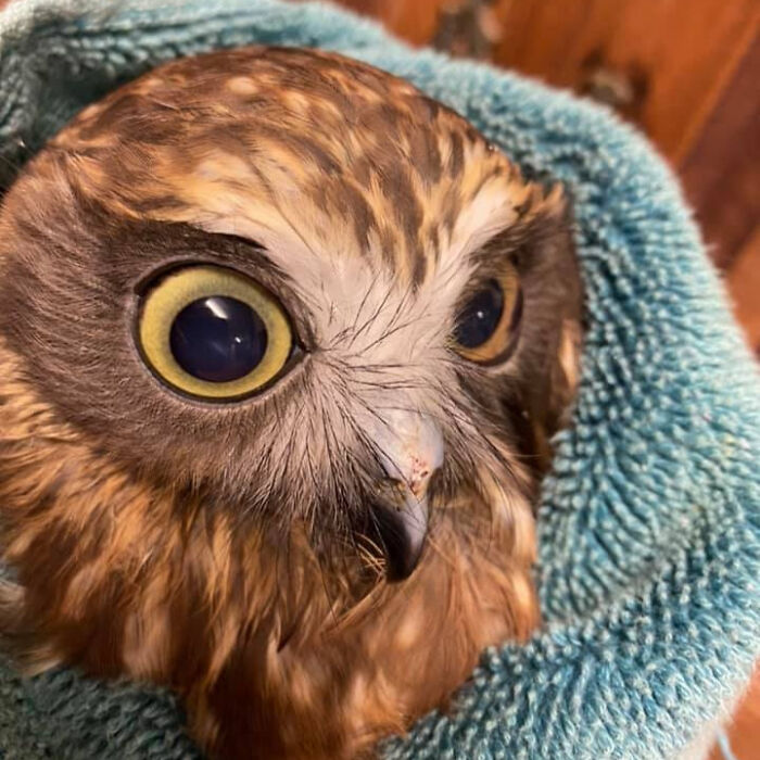 Close-up of an owl wrapped in a blue towel, highlighting its large yellow eyes for examination and care.