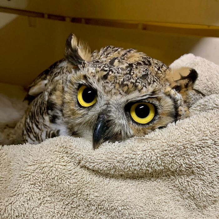 Close-up of an owl with striking yellow eyes wrapped gently in a soft towel for examination and care.