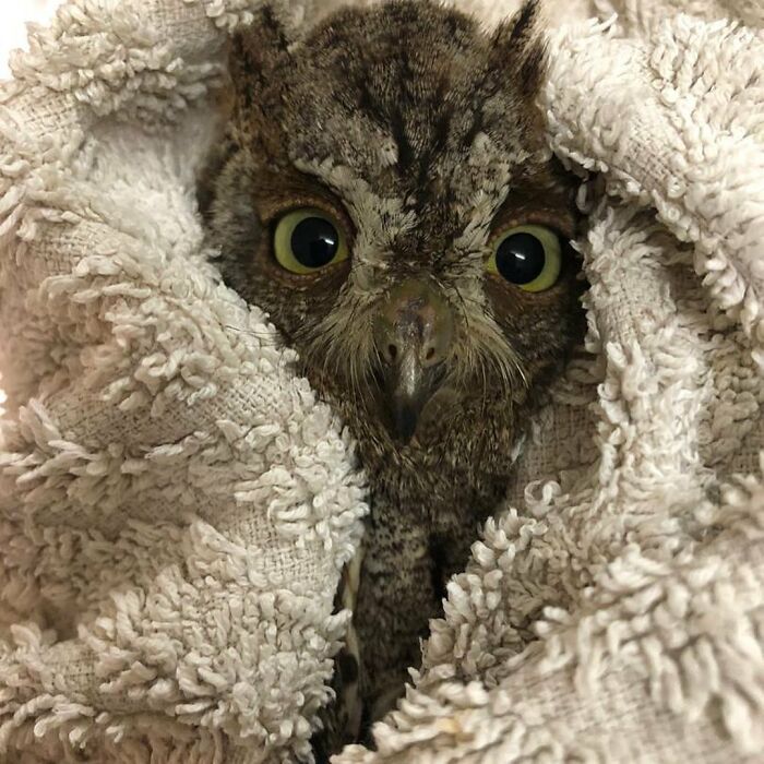 Owl wrapped snugly in a towel with wide eyes, ready for its examination in a cozy and secure setting
