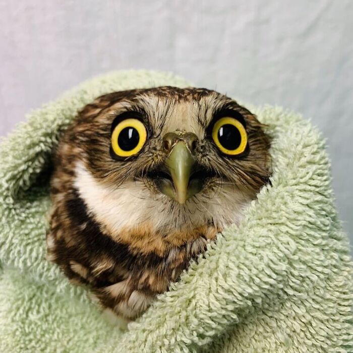 Owl wrapped snugly in a green towel, showing bright yellow eyes during a calm examination moment.