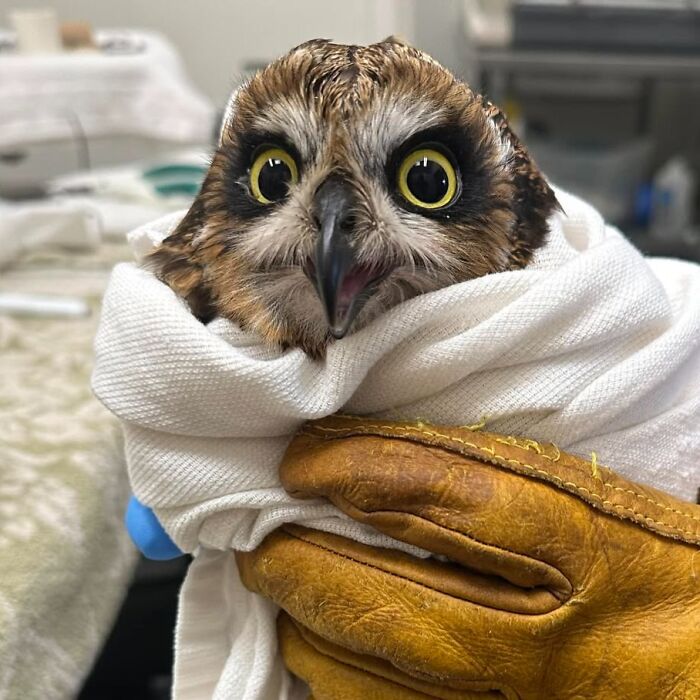 Close-up of an owl wrapped in towels for examination, held carefully with gloved hands in a clinical setting.