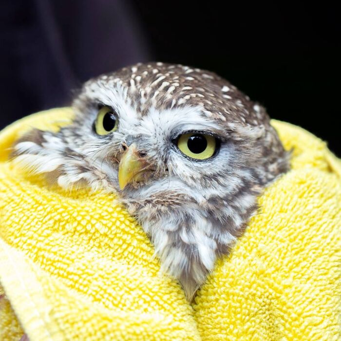 Close-up of an owl wrapped in a yellow towel for examination, showing its bright eyes and detailed feathers.