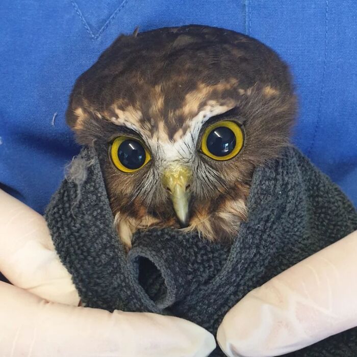Close-up of an owl wrapped in a towel with bright yellow eyes, held gently by gloved hands during examination.