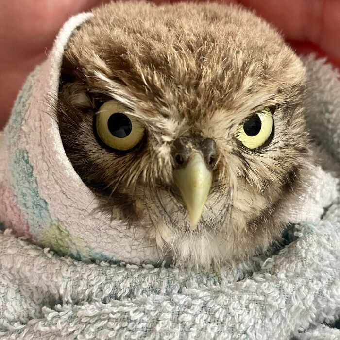 Close-up of an owl wrapped in a towel, showcasing its detailed feathers and bright eyes during examination.