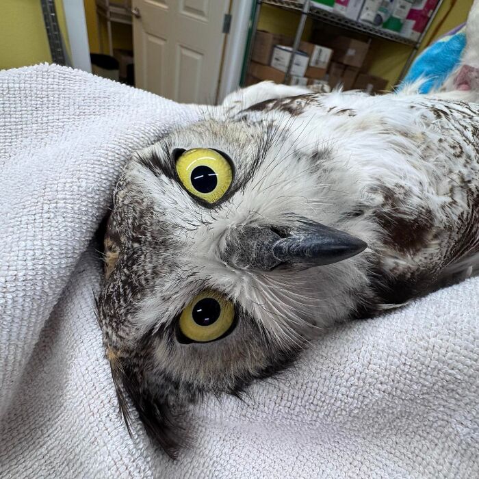 Owl wrapped in a white towel with bright yellow eyes, lying calmly during a veterinary examination session.