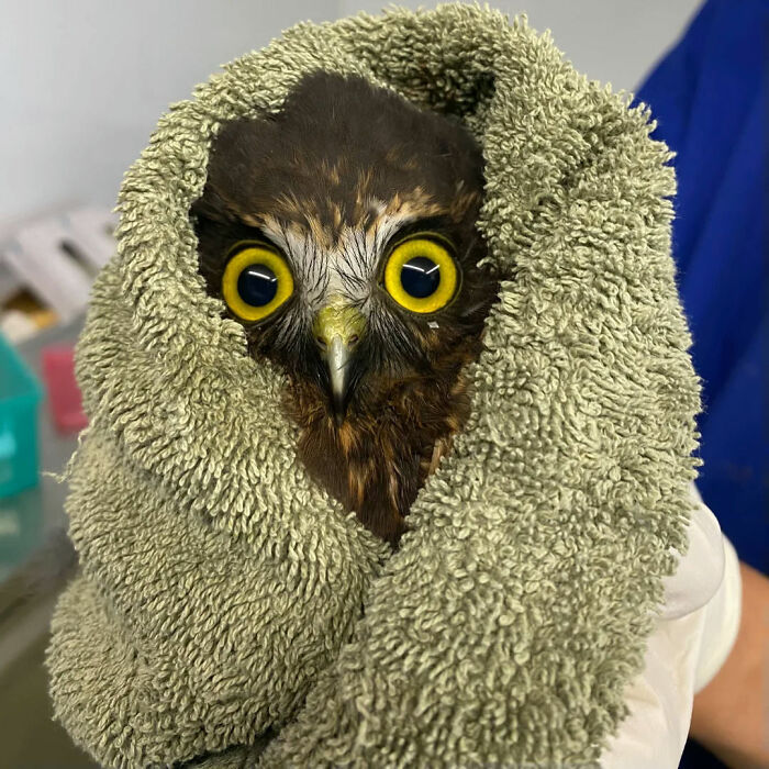 Adorable owl wrapped in a towel for examination with wide yellow eyes and black beak visible.