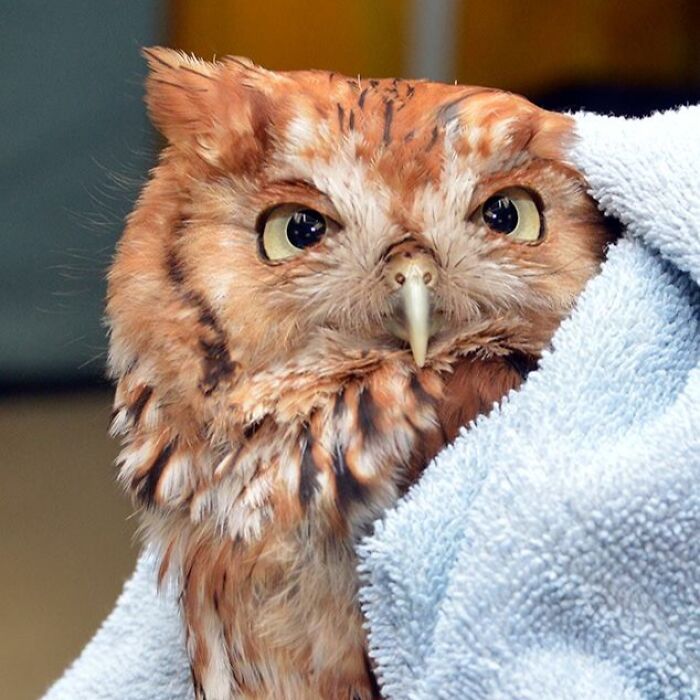 Close-up of an owl wrapped in a towel during its examination, showing its detailed feathers and large eyes.